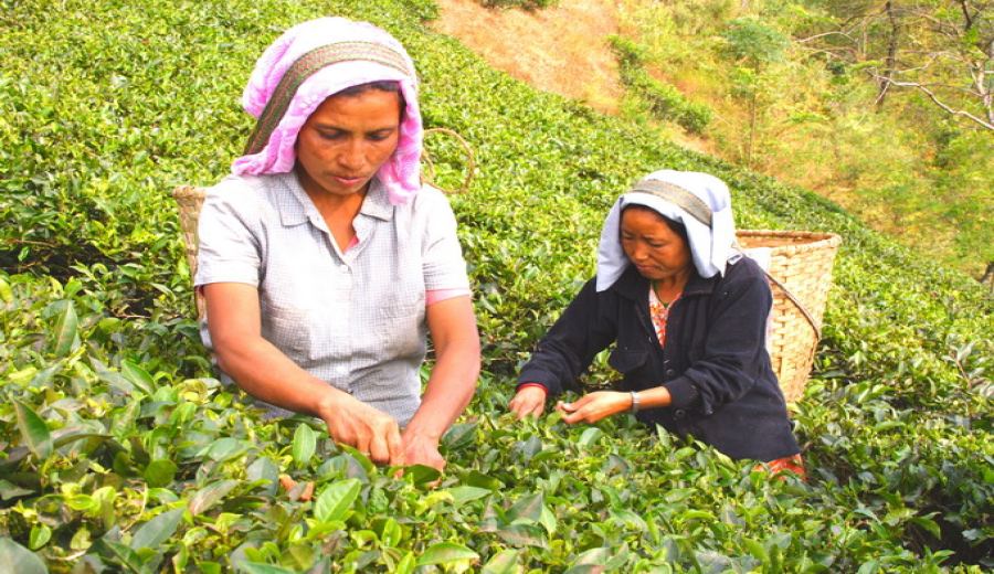How to Brew Nilgiri Black Tea? A Complete Guide to the Flavors of Indian Highland Tea & Single-Serve Brewing