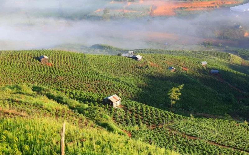 Analysis of Indonesia's Major Coffee-Growing Regions: Java’s Planting Zones & Varietal Features — Pour Over Guide