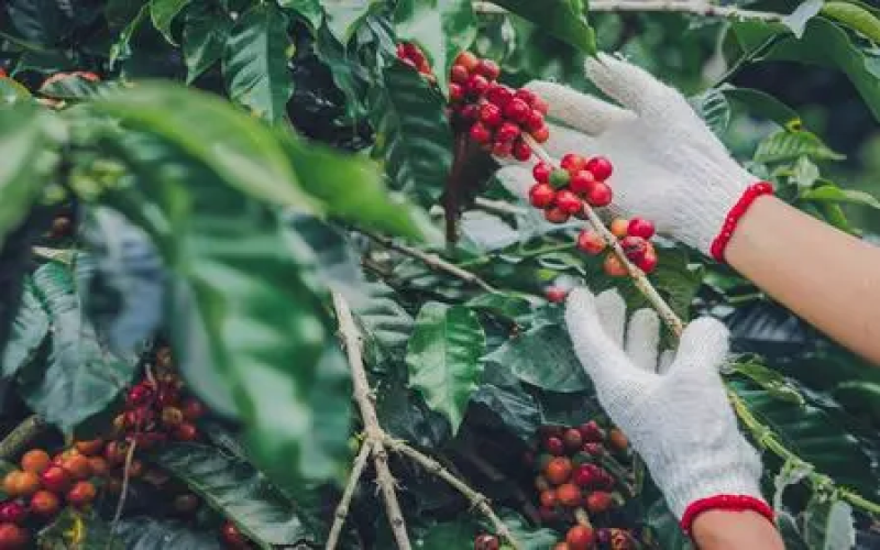 First Legal Introduction of New Philippine Coffee Varieties in the Philippines: Analysis of the Five-Year ACDI/VOCA and WCR Project