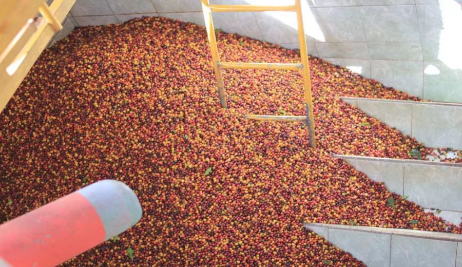 A Comprehensive Guide to Costa Rica Tarrazú Coffee: Regional Characteristics, Varietal Insights, and Pour Over Recommendations