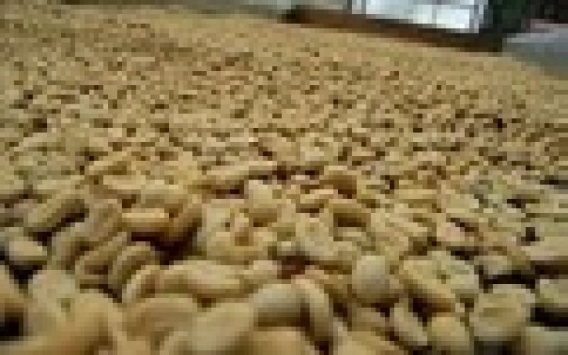 Honduras Coffee Grading and Flavor Profile: A Guide to Selecting from Highland to Specialty Beans
