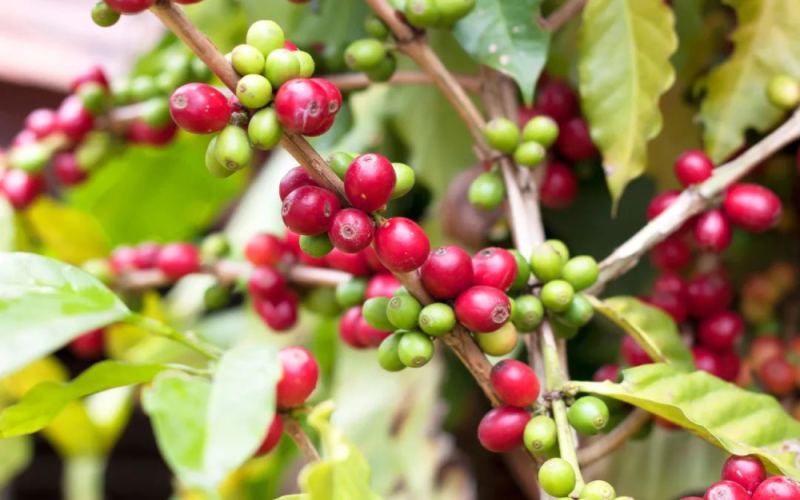 A Complete Guide to the Origins, Cultivation Evolution, and Pour Over Flavor Profile of Yunnan's Small-Bean Catimor Coffee