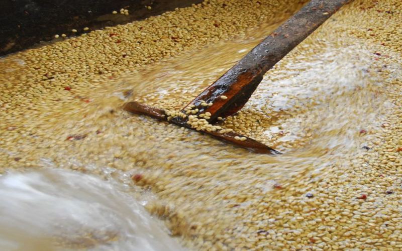 Complete Guide to Ethiopian Yirgacheffe Washed Process: Step-by-Step Breakdown, Flavor Profile & Optimal Brewing Parameters
