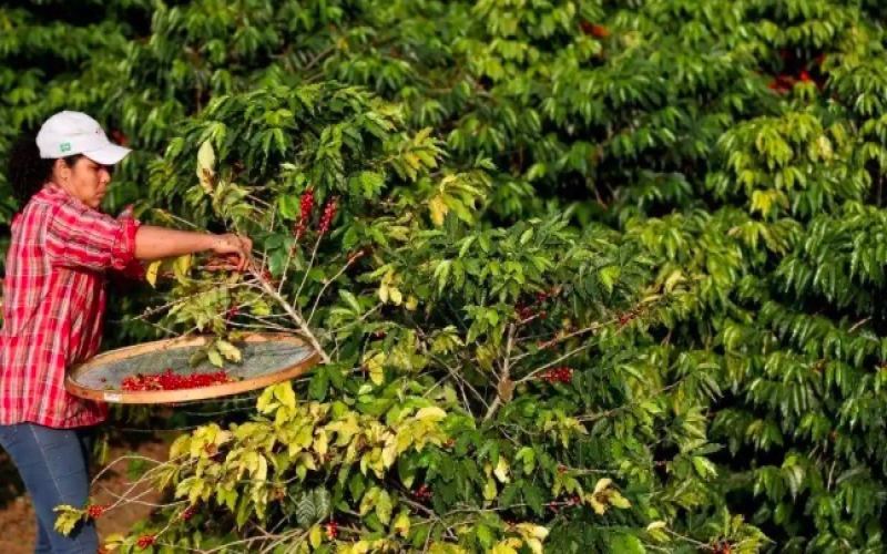 Brazil's August coffee exports surge past last year’s levels, with weather in the new Arabica season becoming a key factor