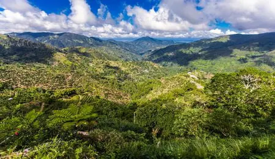 The Ultimate Guide to Jamaican Blue Mountain Coffee: Region, Grading, and Pour Over Flavor Profile of Blue Mountain No. 1