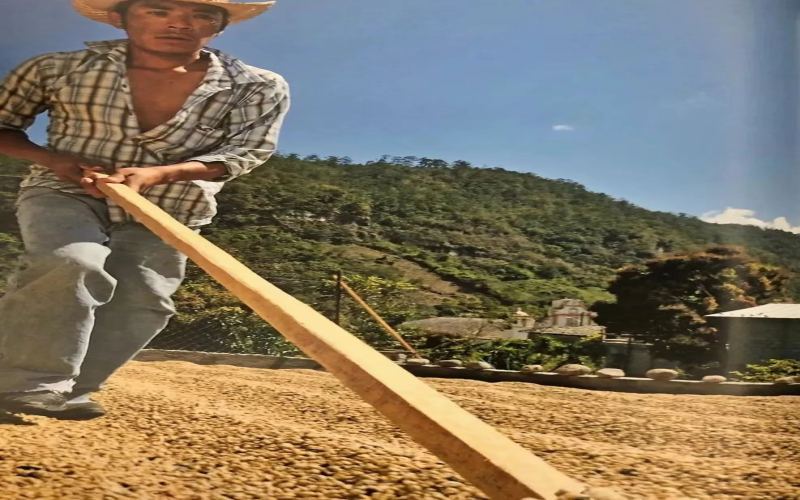The Comeback Story of Natural-Process Coffee Beans: The Evolution from Low-Grade to Specialty Processing