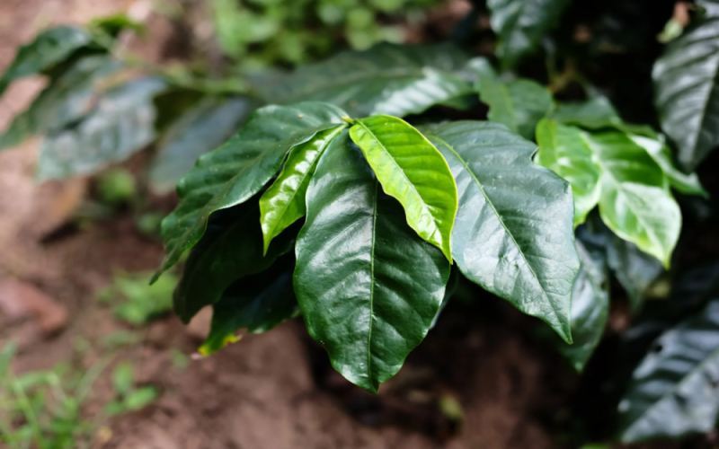 Honduras Litchi Orchid Coffee Beans: A Comprehensive Analysis of Brandy Barrel Fermentation and Regional Characteristics