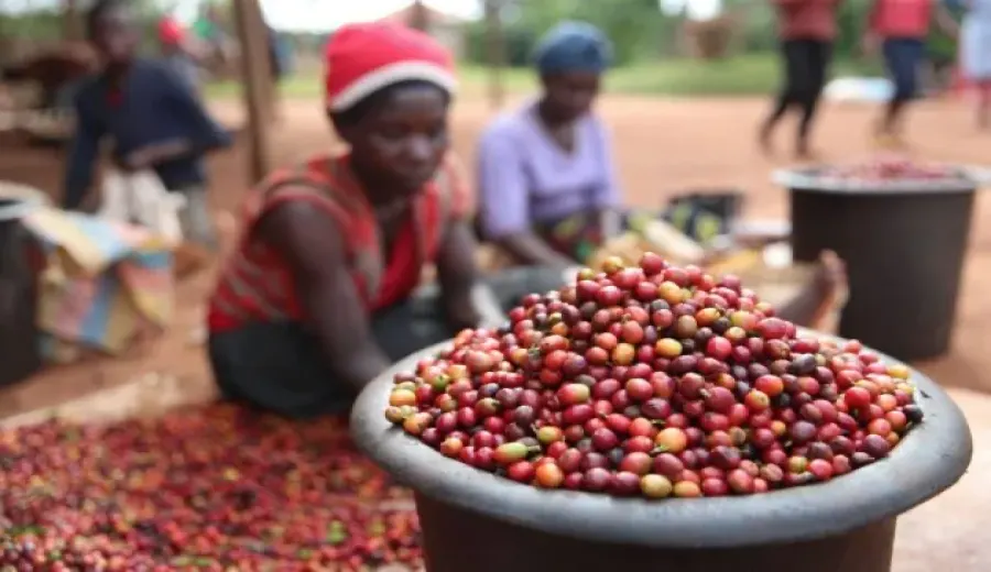 Kenya Coffee Tax Reform Crisis: A Comprehensive Analysis from Plummeting Production to Farmers’ Struggles