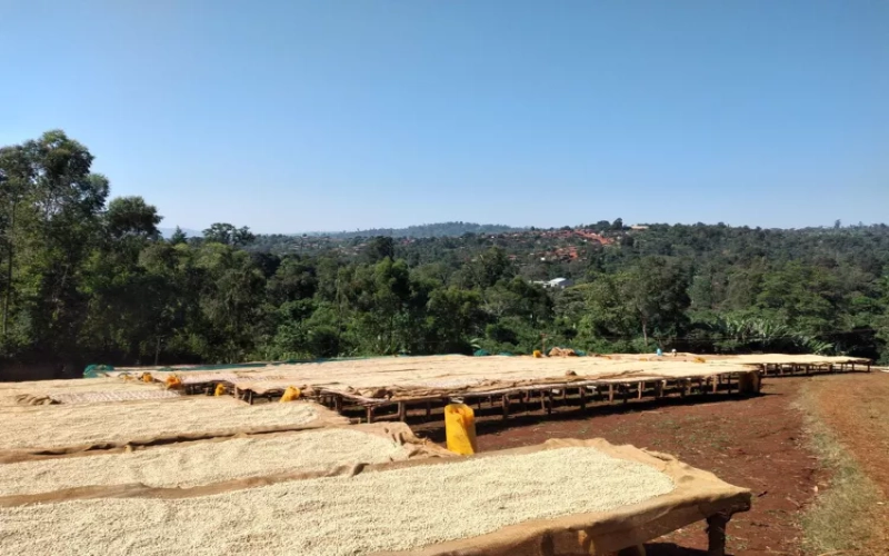 Complete Guide to Ethiopian Yirgacheffe Coffee: Region, Grade, Pour Over Parameters & Flavor Profile