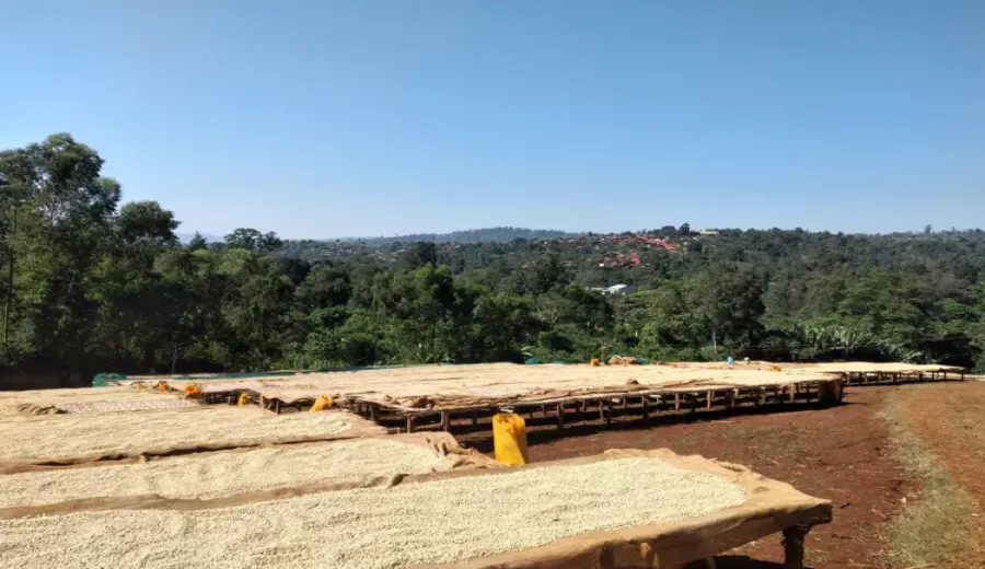 Complete Guide to Ethiopian Yirgacheffe Coffee: Region, Grade, Pour Over Parameters & Flavor Profile