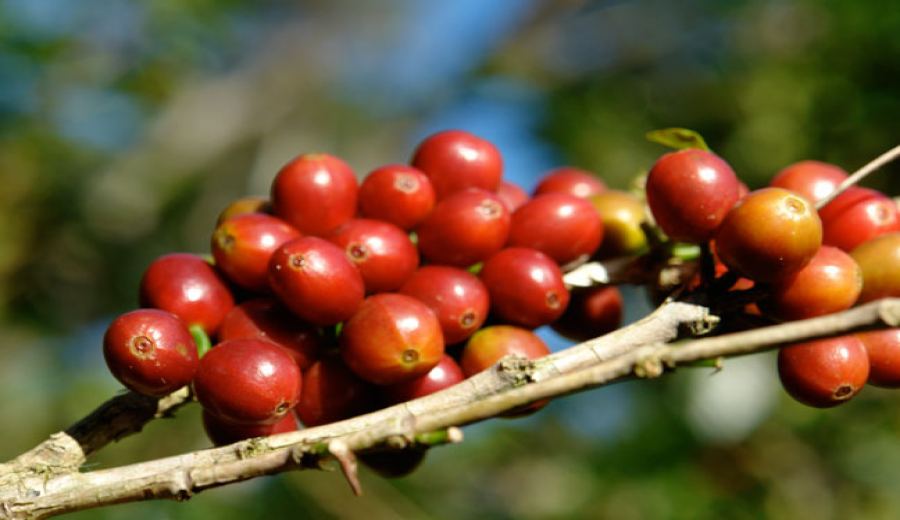 A Comprehensive Guide to Arabica & Robusta: Pour Over or Espresso? Caffeine Differences & Beginner Choices
