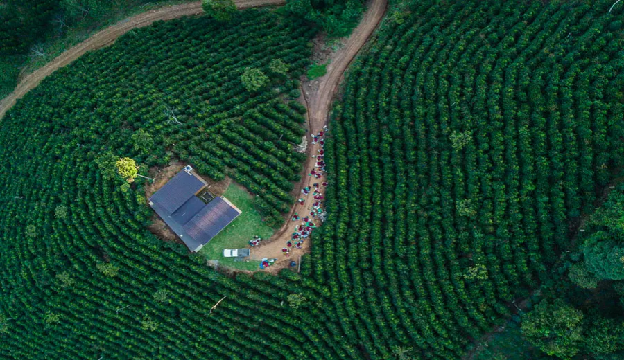 Why Has Bolivian Coffee Production Plummeted? Flavor & Brewing Guide to Java Beans from Hacienda Vallecito
