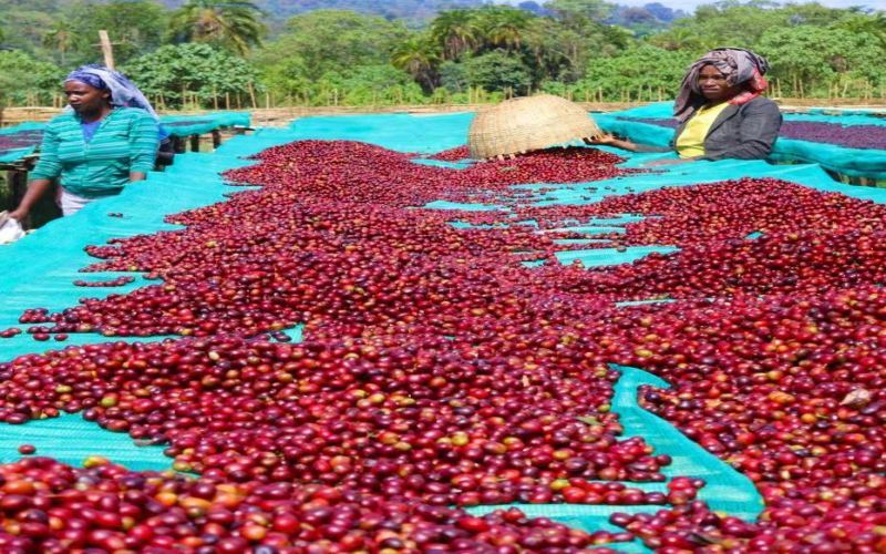 Complete Guide to Yirgacheffe Wolkite Coffee: Flavor Profile, Processing Method Evolution & Variety Characteristics