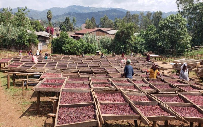 How to Brew the Yirgacheffe Konga Natural Coffee? A Complete Guide from Region to Flavor and Pour Over Parameters