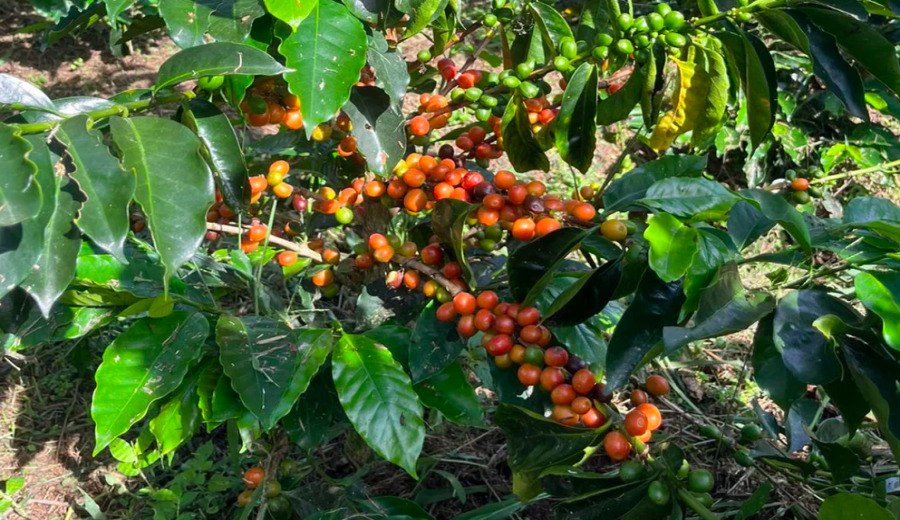 Unveiling the Flavors of Colombian Huila Coffee: Pour Over Parameters and Characteristics of Washed Process Beans