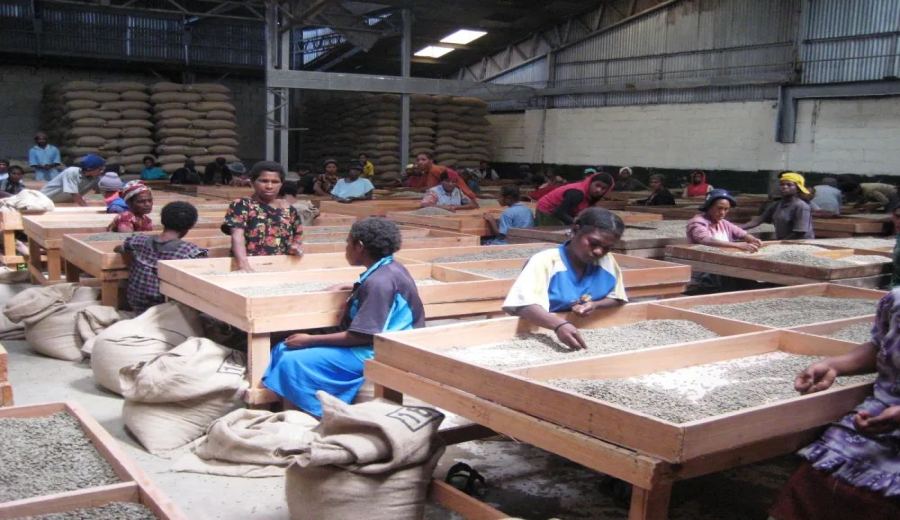 An Analysis of Coffee Bean Grading and Flavors in Papua New Guinea | Beginner’s Guide to SIGRI Paradise Bird Plantation