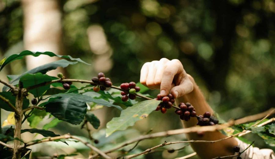 A Comprehensive Guide to Indonesian Mandheling Coffee Beans: Grading, Flavor Profiles, and Pour Over Techniques | Advanced Bean Selection Guide