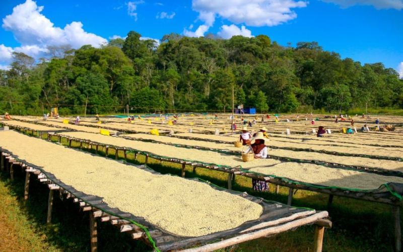 Tanzania Kilimanjaro AA Coffee Beans Review: Full Guide to Flavor Profile & Pour Over Parameters