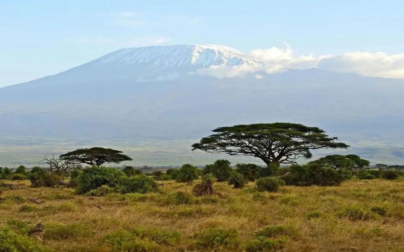 In-depth Guide to Tanzanian Kilimanjaro Coffee: Origin, Typica Variety & Washed Processing
