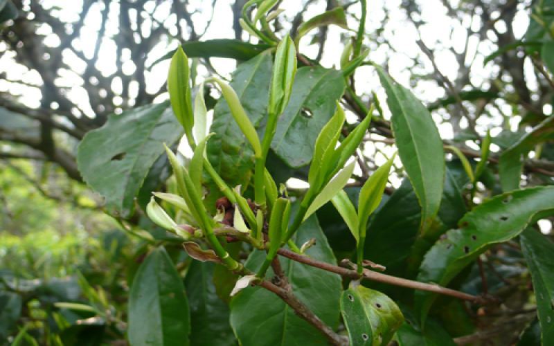Analysis of the Four Major Aroma Types of Phoenix Dancong: Are Zhilan King and Zhuye Dancong High-End? A Comprehensive Comparison of Aroma and Flavor