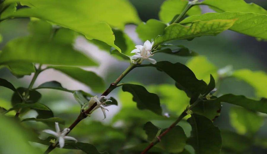 The Evolution of Yunnan Small-Bean Coffee Varieties: Flavor Shifts from Typica to Catimor and Pour Over Recommendations