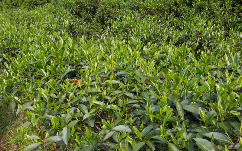 Unveiling the Origins of Lapsang Souchong | Differences Between Smoked and Unsmoked Varieties + Buying Guide for Qizhong Black Tea