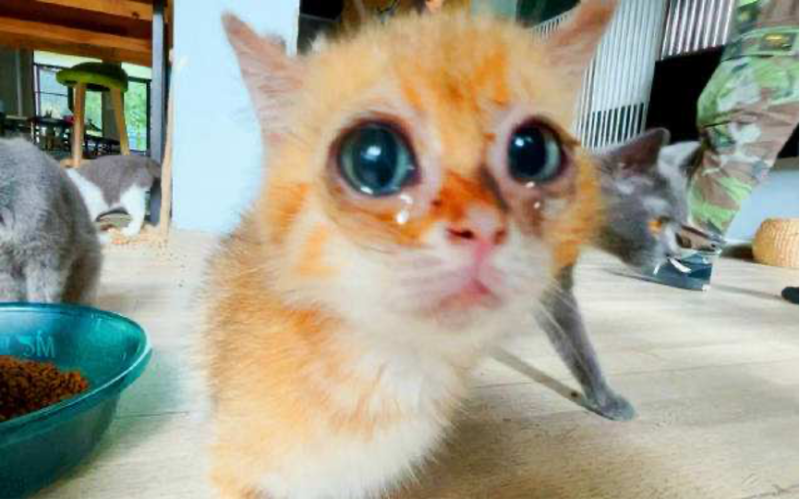 Tianjin Introduces New Regulations: Analysis of Cat Café Operating Standards and Dog Interaction Bans