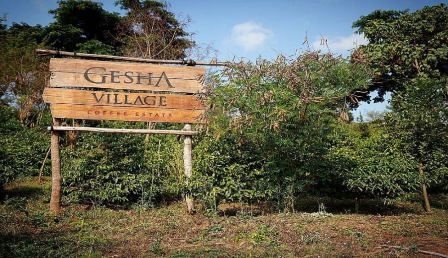 A Comprehensive Guide to Ethiopia’s Gesha Village’s Four-Tier Classification System | How to Choose Between Gold, Red, Green, and Chaka? Pour Over Parameters and Flavor Profiles