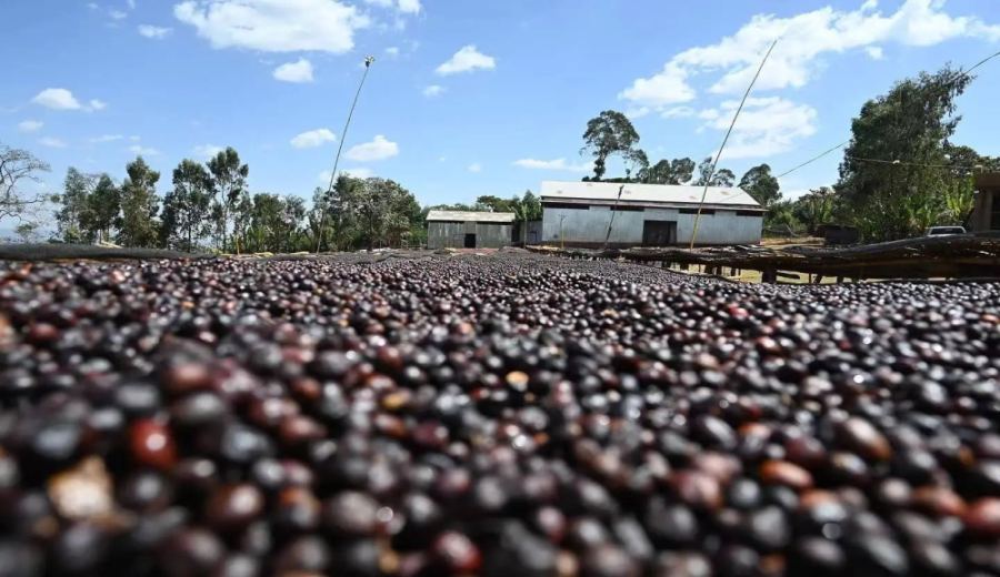 Flavor Profile of Ethiopian Yirgacheffe Red Cherry & the Charm of Natural Processing