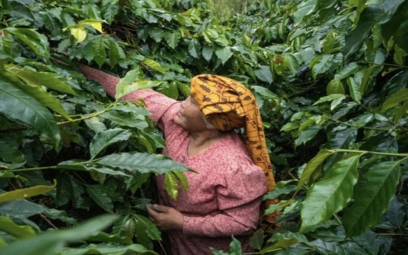A Complete Guide to Sumatra Mandheling Wet-Hulled Processing: Herbal Aromas & Key Processing Techniques