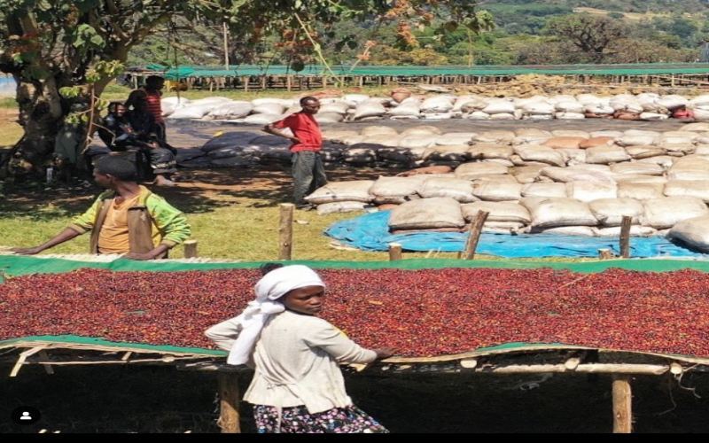 Front Street Coffee's Wush Wush Single-Origin Pour Over Beans from Birch Estate, Huila, Colombia: A Fusion Guide of Ethiopian Heritage and South American Flavors