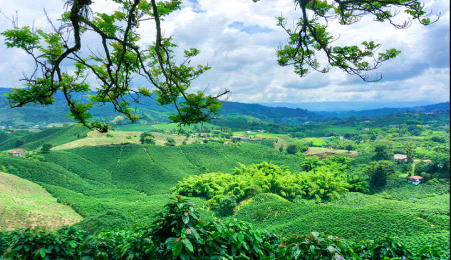A Comprehensive Guide to Colombian Coffee: Washed Processing, Regional Characteristics & Pour Over Techniques