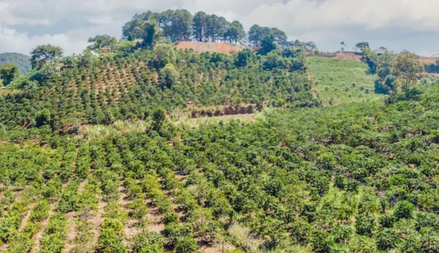 Vietnam 2024/25 Coffee Season Outlook: A Comprehensive Analysis of Production, Exports, and Climate Challenges