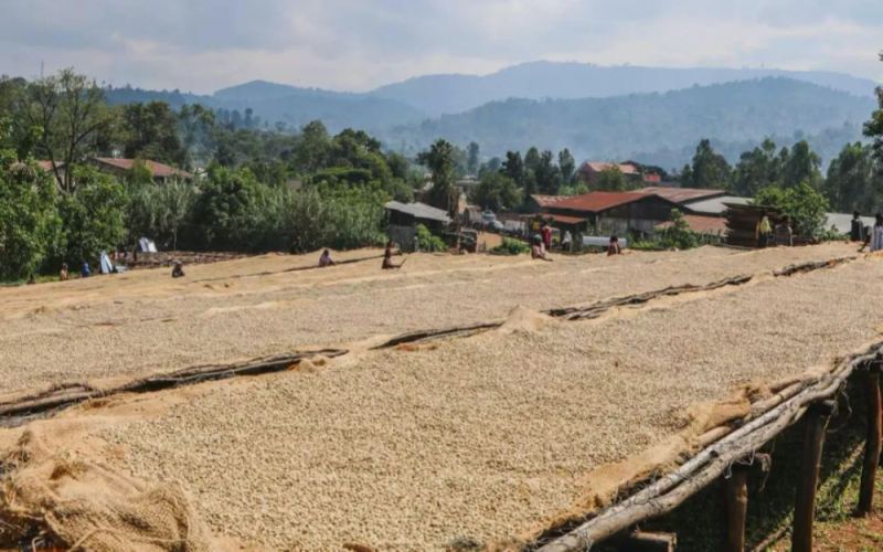 Analysis of Ethiopian Huacai Coffee Beans Version 8.0: A Complete Record from Championship to Flavor Evolution