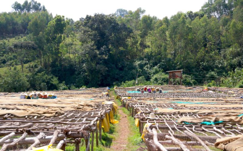 How to Brew Ethiopian Yirgacheffe Washed Beans? A Beginner’s Guide to Pour Over & Cold Brew with Gedyding Cooperative