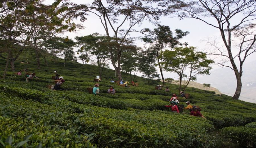 How to Choose Between Darjeeling and Assam Black Teas? Understand the Flavors and Differences of the Four Harvesting Seasons in One Go