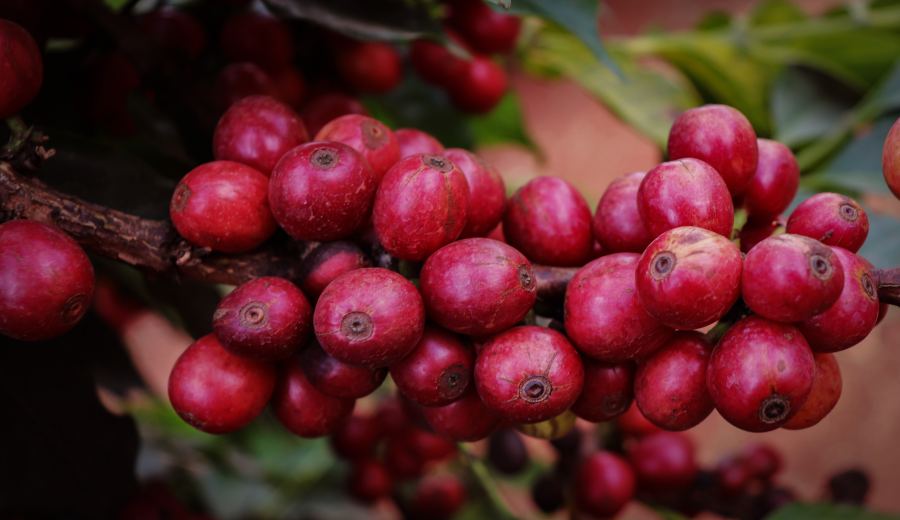Unveiling the Causes of Kenyan Coffee Acidity | V60 Pour Over Parameters & Tomato-like Flavor Notes of SL28/34