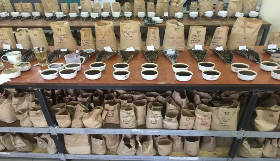 What’s the difference between Kenyan AA and TOP-grade coffee beans? A comprehensive analysis from grading to flavor