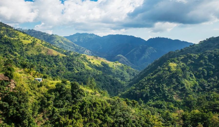 A Complete Guide to Jamaican Blue Mountain No.1 Beans | Flavor Grades, Washed Typica Characteristics, and Pour Over Instructions