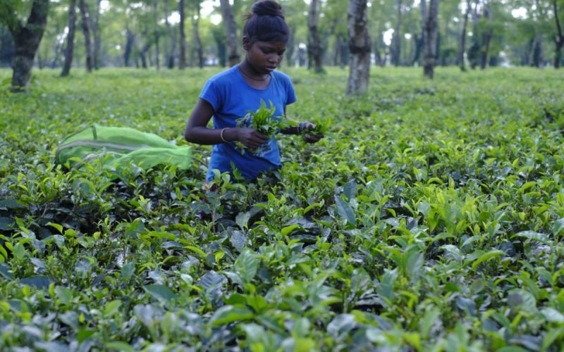 The Ultimate Guide to Drinking Assam Black Tea: Brewing Equipment Selection and Traditional Drinking Methods