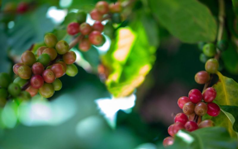 Sidamo Huakui 8.0 Pour Over Guide: Flavors and Brewing Techniques of High-Altitude Natural Process Beans