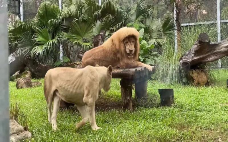 The Guangzhou Zoo's bubble tea association sparks controversy; reasons behind the deletion of animal feces images explained