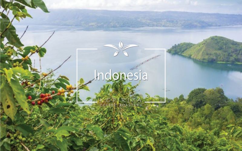 Is Indonesian Golden Mandheling Arabica? An Analysis of Four Classic Mandheling Flavor Profiles and Brewing Parameters
