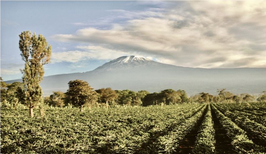 An Introduction to Tanzanian AA Kilimanjaro Coffee: Bourbon Variety, Washed Process, and Best Pour Over Parameters