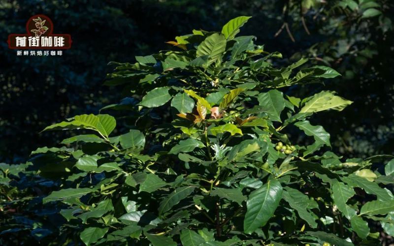 Typica Coffee Variety Analysis: Branch Spacing, Flavor Profiles & Origins