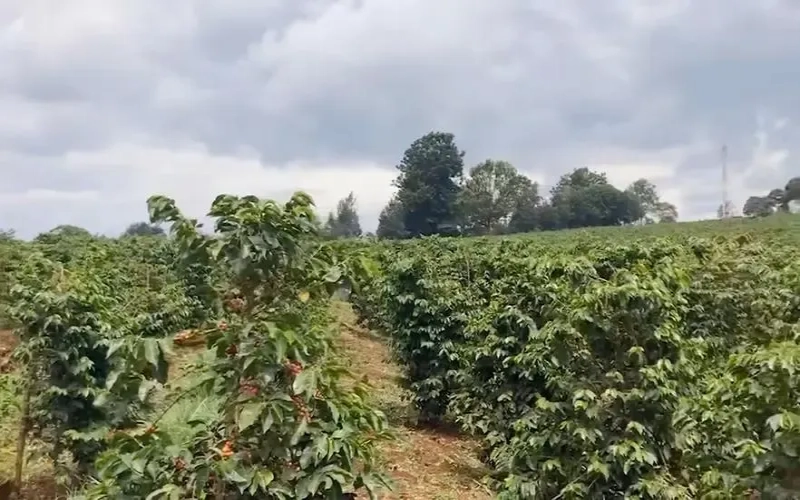 A Complete Guide to Kenyan Nyeri Region Coffee: Unique Flavors Nurtured by Volcanic Soil and High Altitude