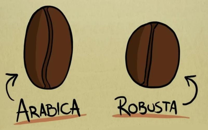 How to Drink Robusta Coffee Beans? A Practical Guide to Flavor, Growing Advantages, and Espresso Blends