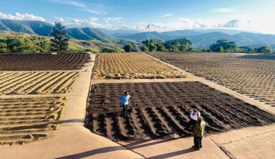Analysis of Yunnan Small-Bean Coffee Growing Regions, Varietal Characteristics, and Pour Over Parameter Recommendations