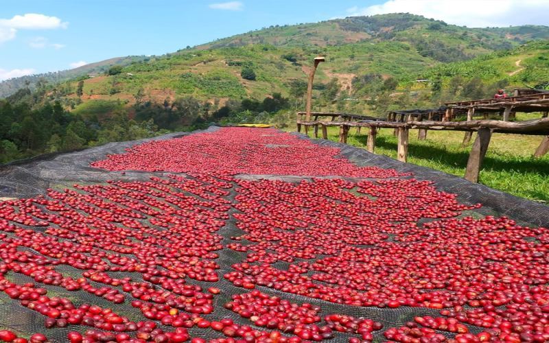 Yirgacheffe Red Cherry Natural vs. Red Honey: A Complete Guide to Flavor Differences and Pour Over Parameters