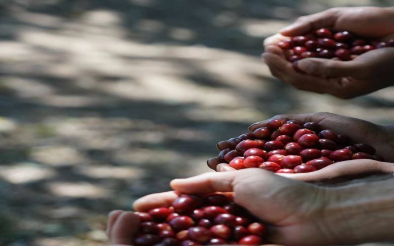 Panama Elita Geisha Analysis: A Complete Guide to 90+ Processing Methods and Coffee Bean Grades